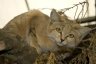 Sand Cat (<em>Felis margarita harrisoni</em>) female, Rare Species Conservation Centre, Sandwich, UNITED KINGDOM