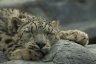 Snow Leopard (<em>Uncia uncia</em>) male, Rare Species Conservation Centre, Sandwich, UNITED KINGDOM