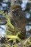 Sambirano Gentle Lemur (<em>Hapalemur occidentalis</em>), Rare Species Conservation Centre, Sandwich, UNITED KINGDOM
