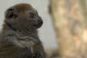 Sambirano Gentle Lemur (<em>Hapalemur occidentalis</em>), Rare Species Conservation Centre, Sandwich, UNITED KINGDOM