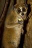 Pygmy Slow Loris (<em>Nycticebus pygmaeus</em>), Rare Species Conservation Centre, Sandwich, UNITED KINGDOM