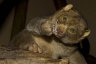 Potto (<em>Perodicticus potto</em>), Rare Species Conservation Centre, Sandwich, UNITED KINGDOM