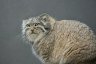 Pallas’s Cat (<em>Otocolobus manul</em>), Rare Species Conservation Centre, Sandwich, UNITED KINGDOM