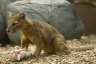 Fossa (<em>Cryptoprocta ferox</em>) male, Rare Species Conservation Centre, Sandwich, UNITED KINGDOM