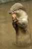 Smooth-coated Otter (<em>Lutrogale perspicillata</em>), Rare Species Conservation Centre, Sandwich, UNITED KINGDOM