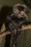 Goeldi’s Marmoset (<em>Callimico goleldii</em>), Rare Species Conservation Centre, Sandwich, UNITED KINGDOM