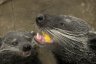 Binturong (<em>Arctictis binturong</em>) pair, Rare Species Conservation Centre, Sandwich, UNITED KINGDOM