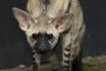 Aardwolf (<em>Proteles cristatus</em>) female, Rare Species Conservation Centre, Sandwich, UNITED KINGDOM