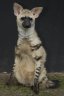 Aardwolf (<em>Proteles cristatus</em>) female, Rare Species Conservation Centre, Sandwich, UNITED KINGDOM