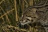 Fishing Cat (<em>Prionailurus viverrinus</em>) female, Rare Species Conservation Centre, Sandwich, UNITED KINGDOM