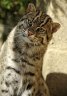 Fishing Cat (<em>Prionailurus viverrinus</em>) female, Rare Species Conservation Centre, Sandwich, UNITED KINGDOM