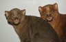 Jaguarundi (<em>Puma yagouaroundi</em>) juv. female and male, Rare Species Conservation Centre, Sandwich, UNITED KINGDOM