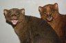 Jaguarundi (<em>Puma yagouaroundi</em>) juv. female and male, Rare Species Conservation Centre, Sandwich, UNITED KINGDOM