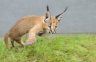 Caracal (<em>Caracal caracal</em>) semi-adult male, Rare Species Conservation Centre, Sandwich, UNITED KINGDOM