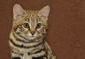 Black-footed Cat (<em>Felis nigripes</em>) semi-adult female, Rare Species Conservation Centre, Sandwich, UNITED KINGDOM