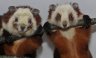 Red and White Giant Flying Squirrels (<em>Petaurista alborufus</em>), Rare Species Conservation Centre, Sandwich, UNITED KINGDOM