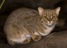 Rusty-spotted Cat (<em>Prionailurus rubiginosus</em>) female, Rare Species Conservation Centre, Sandwich, UNITED KINGDOM