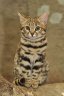 Black-footed Cat (<em>Felis nigripes</em>) semi-adult female, Rare Species Conservation Centre, Sandwich, UNITED KINGDOM