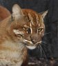Asian Golden Cat (<em>Catopuma temminckii </em>) male, Rare Species Conservation Centre, Sandwich, UNITED KINGDOM