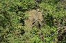 Indian Elephant (<em>Elephas maximus maximus</em>), Ruhunu-Yala NP, SRI LANKA