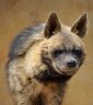 Striped Hyena (<em>Hyaena hyaena</em>) semi-adult female, Animal Encounter, Aley, LIBANON