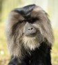 Lion-tailed Macaque (<em>Macaca silenus</em>) male, Belfast Zoo, NORTHERN IRELAND