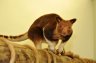 Goodfellow's Tree-kangaroo (<em>Dendrolagus goodfellowi buergersi</em>) female, Belfast Zoo, NORTHERN IRELAND