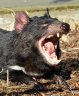 Tasmanian Devil (<em>Sarcophilus harrisii</em>) female, Copenhagen Zoo, DENMARK