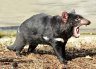 Tasmanian Devil (<em>Sarcophilus harrisii</em>) female, Copenhagen Zoo, DENMARK