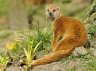 Yellow Mongoose (<em>Cynictis penicillata</em>), Rotterdam Zoo, NEDERLAND