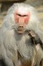 Hamadryas Baboon (<em>Papio hamadryas</em>) male, Antwerpen Zoo, BELGIUM