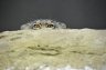 Pallas’s Cat (<em>Felis manul</em>) male, Rare Species Conservation Centre, Sandwich, UNITED KINGDOM