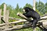 Sun Bear (<em>Helarctos malayanus</em>) female, Rare Species Conservation Centre, Sandwich, UNITED KINGDOM