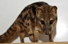 Fanaloka (<em>Fossa fossana</em>) male, Rare Species Conservation Centre, Sandwich, UNITED KINGDOM