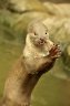 Smooth-coated Otter (<em>Lutrogale perspicillata</em>) female from Cambodia, Rare Species Conservation Centre, Sandwich, UNITED KINGDOM