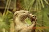 Smooth-coated Otter (<em>Lutrogale perspicillata</em>) female from Cambodia, Rare Species Conservation Centre, Sandwich, UNITED KINGDOM