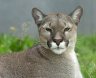 Puma (<em>Puma concolor</em>) female, Rare Species Conservation Centre, Sandwich, UNITED KINGDOM