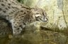 Fishing Cat (<em>Prionailurus viverrinus</em>) juv., Rare Species Conservation Centre, Sandwich, UNITED KINGDOM