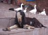 Domestic Goat (<em>Capra aegagrus hircus</em>), Varanasi, INDIA