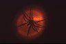 Nursery-web Spider (<em>Pisaura</em> sp., Pisauridae), Marrakech, MOROCCO