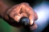 Pill Millipede (Sphaerotheriida), Nosy Mangabe Special Reserve, MADAGASCAR