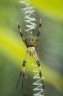 <p>Golden Silk Orb-weaver (<em>Nephila</em> sp.), Waisali Rainforest Reserve, Vanua Levu, FIJI</p>