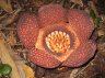 Price‘s Rafflesia (<em>Rafflesia pricei</em>), near the Kota Kinabalu National Park (541 m), Sabah, Borneo, MALAYSIA