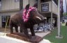 Pig statue, Kauai Harley Davidson, Lihue, Kauai, Hawaii, USA