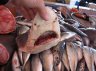 <p>Reef sharks (Carcharhinidae) juv., Seriam, Sarawak, Borneo, MALAYSIA</p>