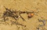 Litter on the beach, Negombo, SRI LANKA