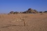 Desert flora, Wadi Rum, JORDAN