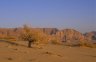 Desert flora, Wadi Rum, JORDAN
