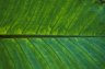 Leaf, Pertiwi Resort, Ubud, Bali, Indonesia