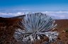 Haleakalā Silversword (<em>Argyroxiphium sandwicense macrocephalum</em>), Haleakala NP (3055 m), Maui, Hawaii, USA